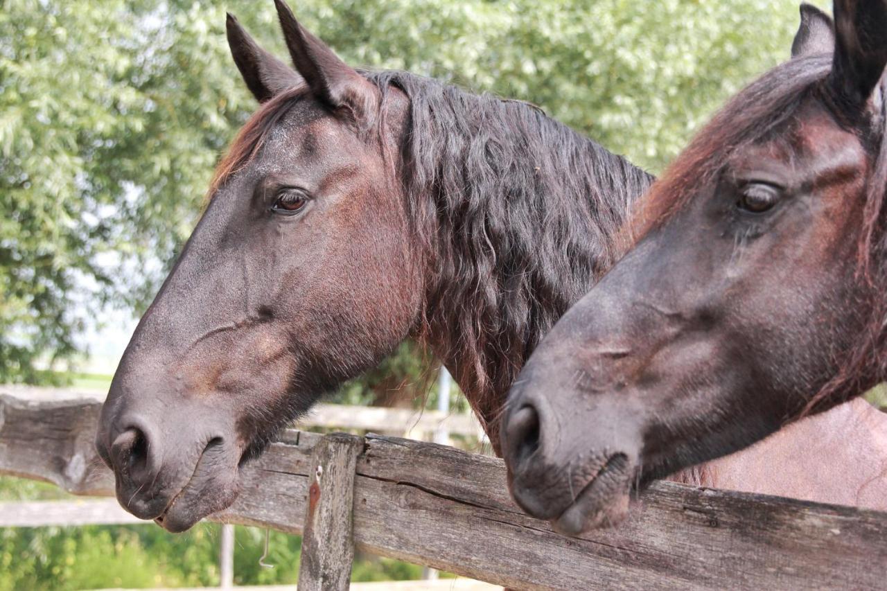 Apartment Het Friesche Paard Purmer Eksteriør bilde